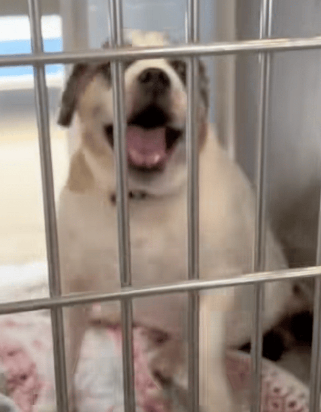 Watch This Shelter Dog’s Priceless Reaction When She Finds Out She’s Been Adopted!